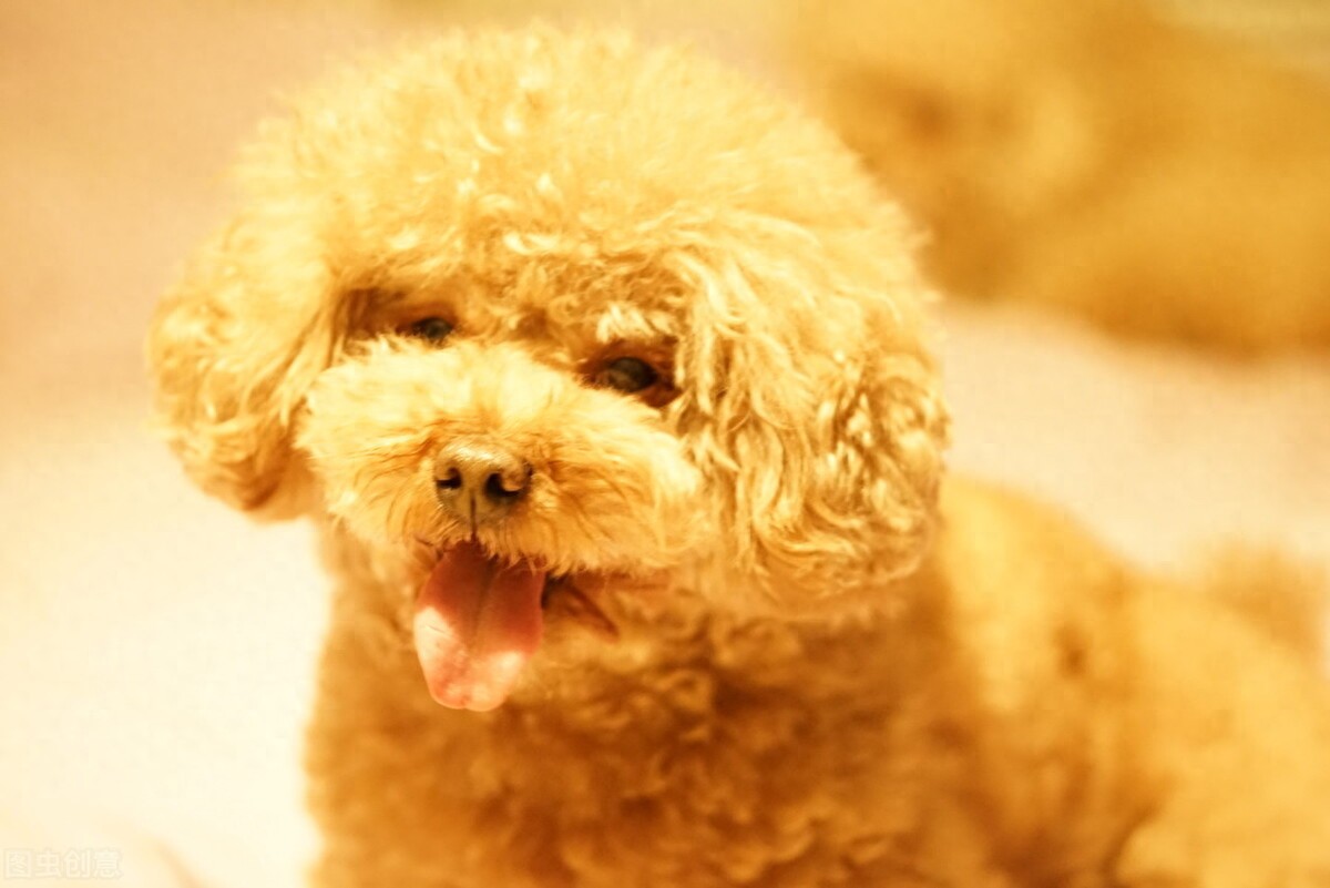 养宠日记:泰迪狗几个月来例假