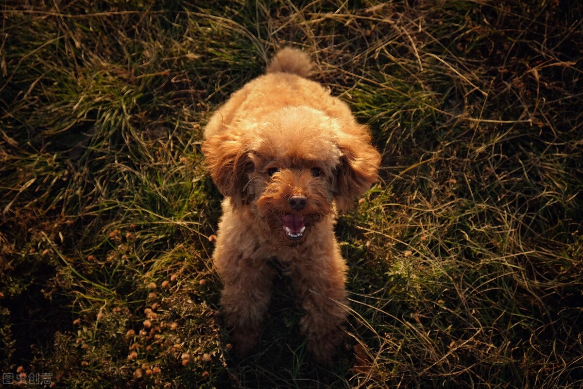 养宠日记:泰迪狗几个月来例假