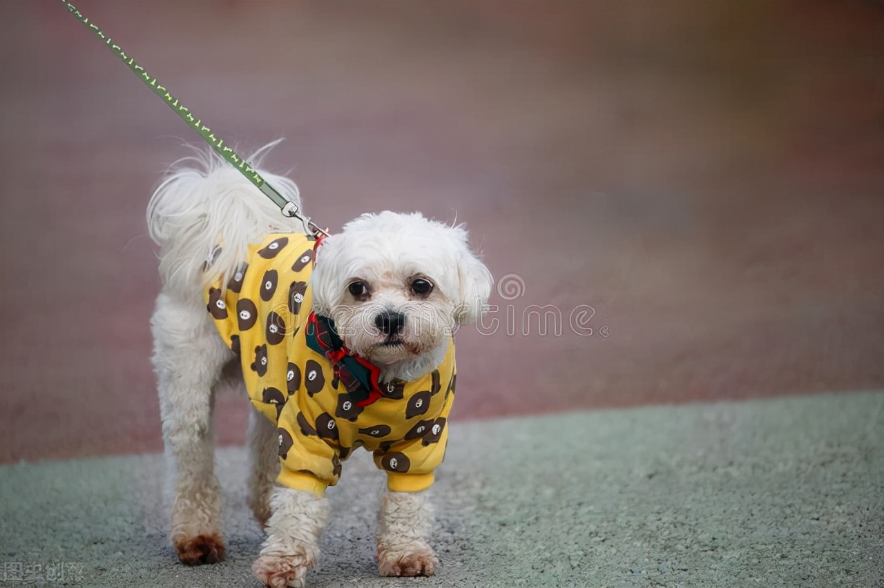 养宠日记:泰迪狗几个月来例假