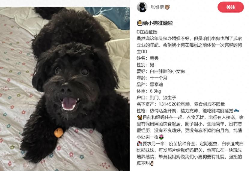 被催婚的年轻人,开始给宠物「包办爱情」