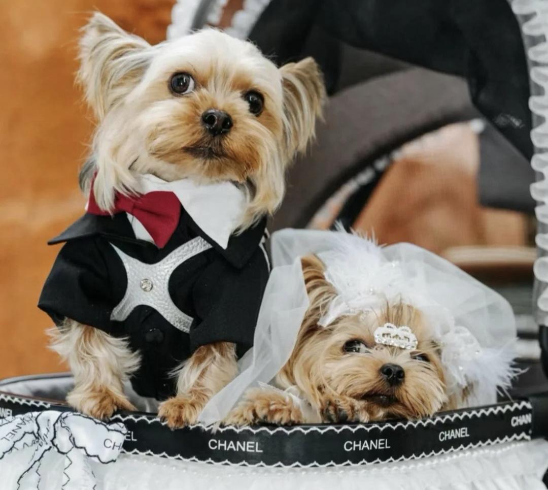 被催婚的年轻人,开始给宠物「包办爱情」