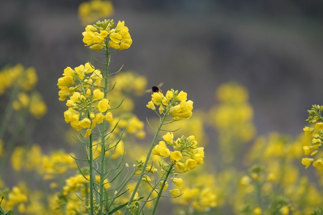 2026立春:凌晨4点交节,六九头双春开端,60年一遇吉兆