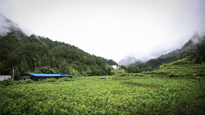走向我们的小康生活（14）丨黔江区金溪镇：把脉问诊开良方  打造“三金”奔小康