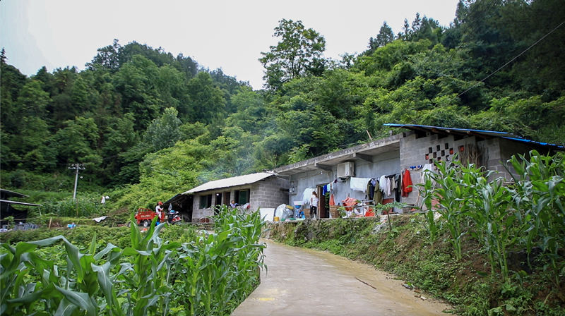 走向我们的小康生活（14）丨黔江区金溪镇：把脉问诊开良方  打造“三金”奔小康