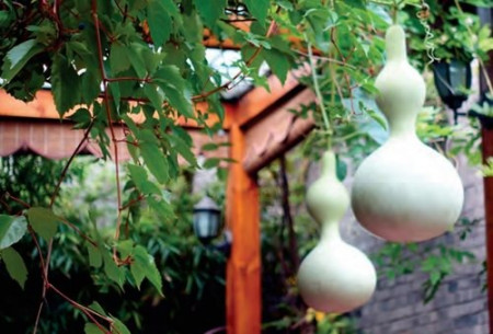 葫芦为何成为最具神话色彩的植物？