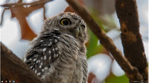 Windows 10 4月更新后任务栏消失？一个快捷键就能解决