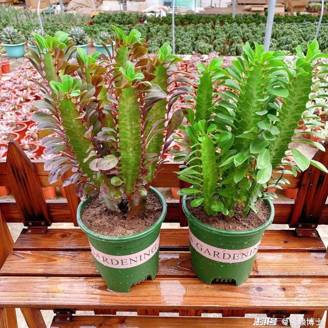 为什么龙骨花是一种危险的植物？龙骨花为什么不能养在家里？