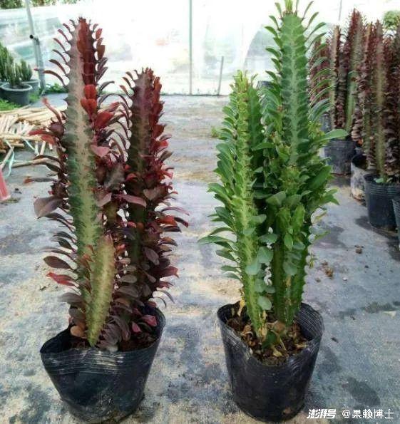 为什么龙骨花是一种危险的植物？龙骨花为什么不能养在家里？