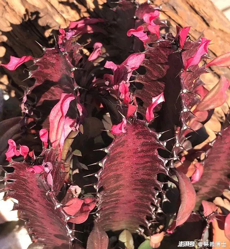 为什么龙骨花是一种危险的植物？龙骨花为什么不能养在家里？