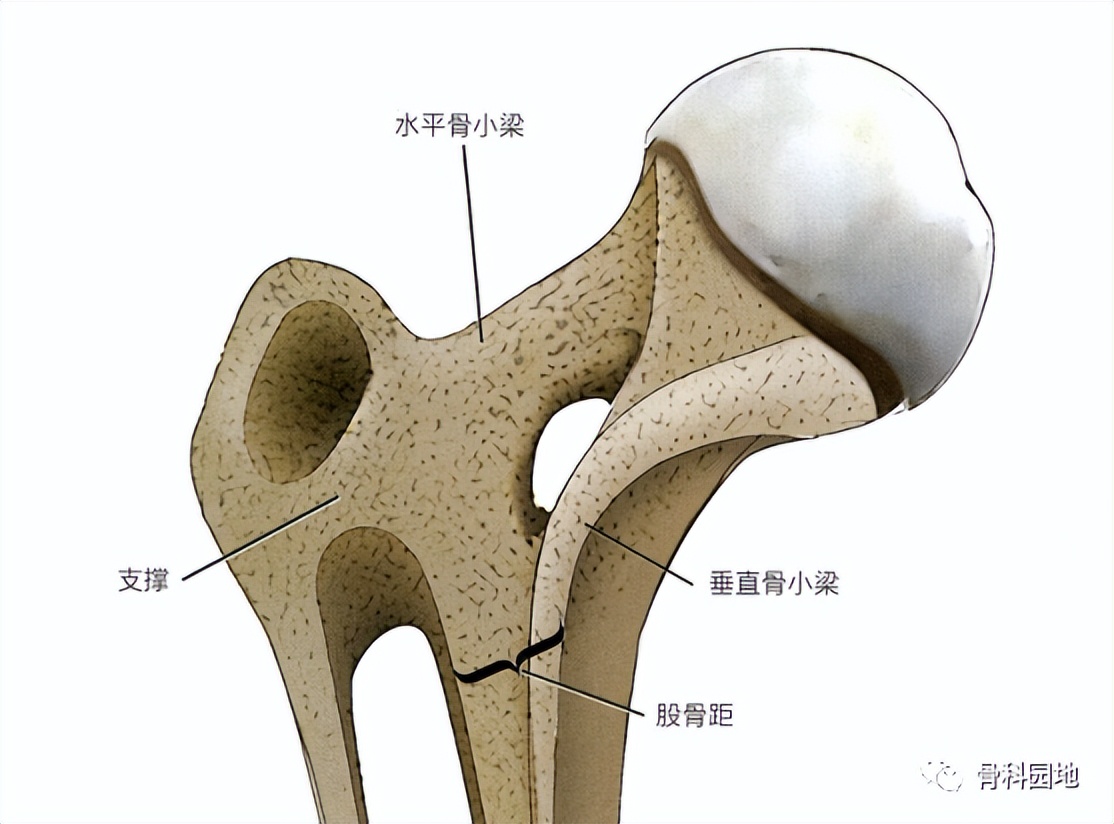 8个方面优化髓内钉治疗固定股骨粗隆间骨折