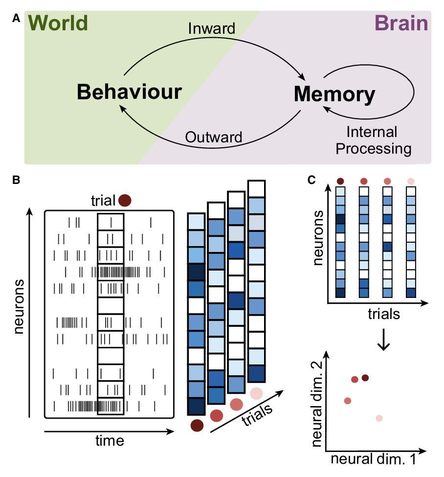 神经群体的“集体记忆”之谜：大脑如何编码我们的过去？