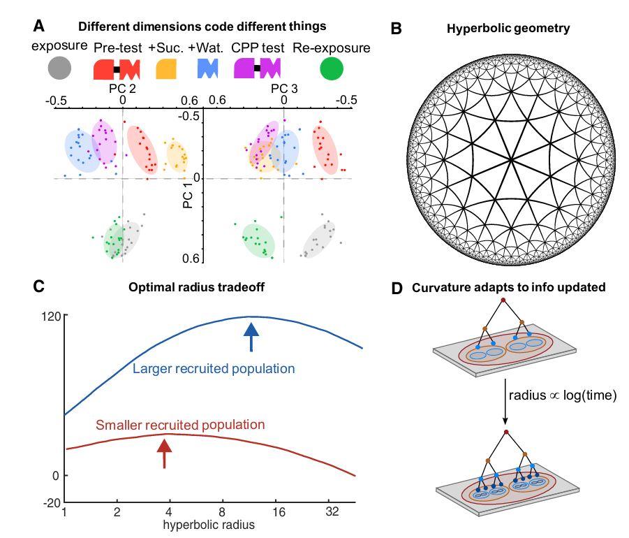 神经群体的“集体记忆”之谜：大脑如何编码我们的过去？