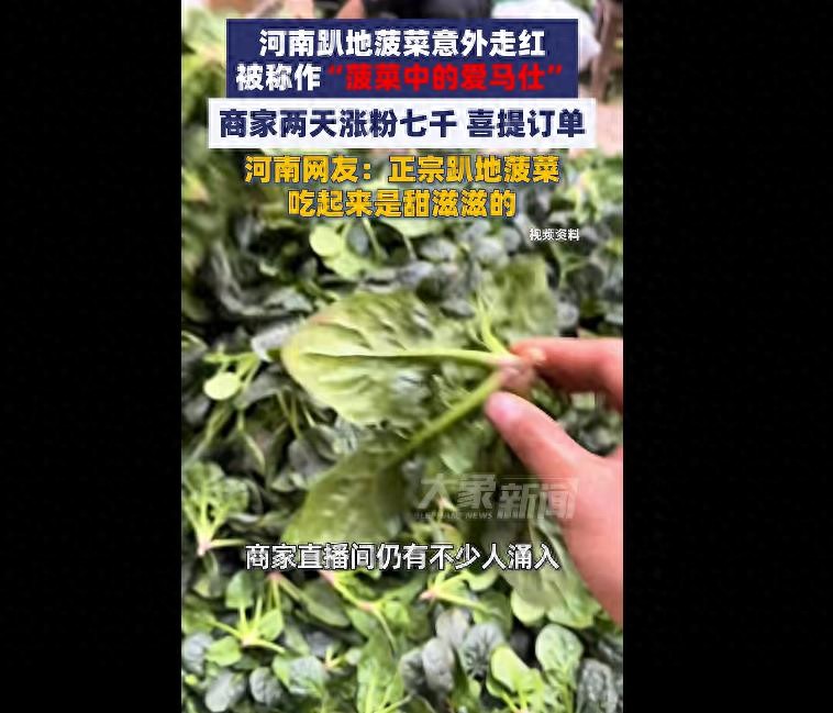 “吃起来甜滋滋的”！河南趴地菠菜直播间走红：商家两天涨粉7000多，不断有人求购下单