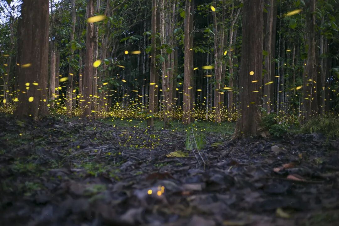 当滇超联赛遇上西双版纳……