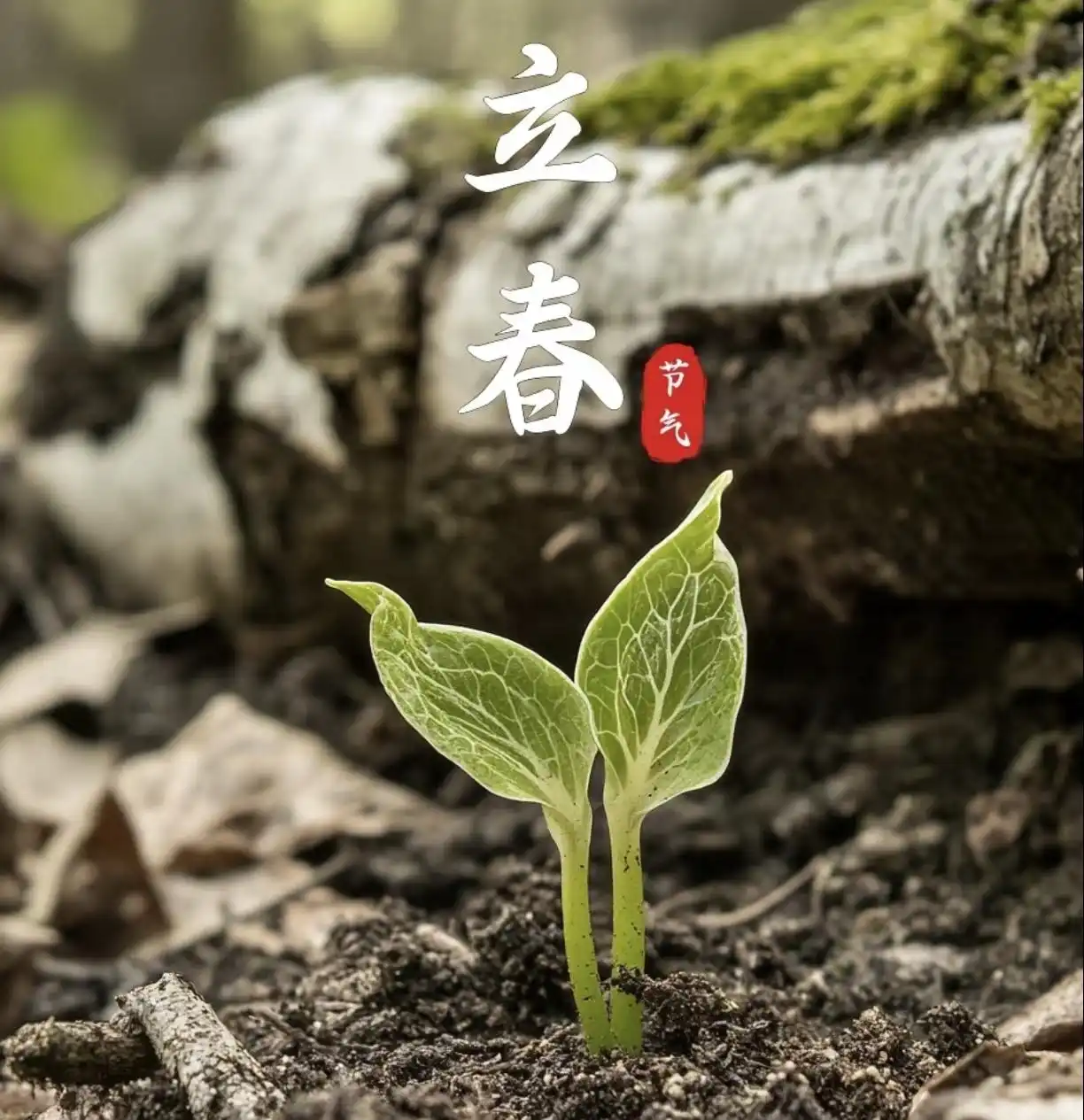 “立春除夕前,春打六九头”,2026年立春不一般,有啥说法?