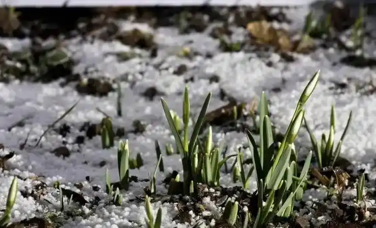 上午立春，无雪过年；下午立春，春节冷哭，2026年立春在几点？老天爷的天气预报！立春时间透露春节冷暖秘密