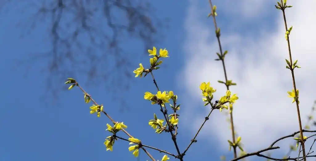上午立春，无雪过年；下午立春，春节冷哭，2026年立春在几点？老天爷的天气预报！立春时间透露春节冷暖秘密
