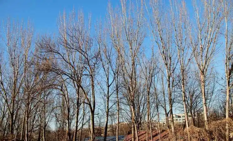 上午立春，无雪过年；下午立春，春节冷哭，2026年立春在几点？老天爷的天气预报！立春时间透露春节冷暖秘密