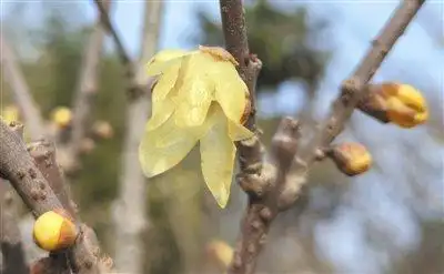 60年一遇！今年立春不一般