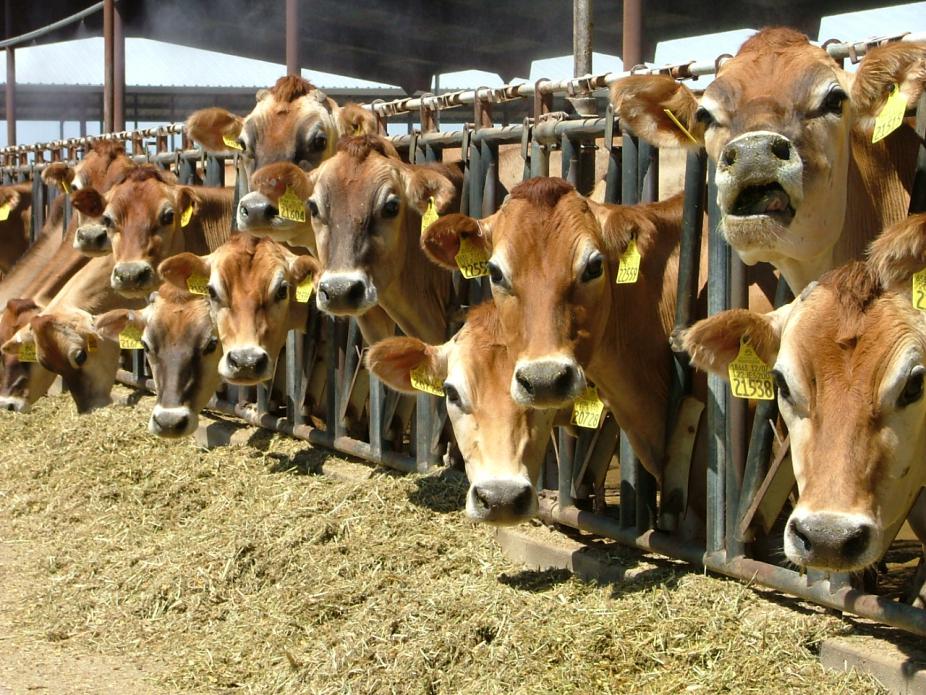 16家知名快餐业被点名,中国养殖业该不该禁用抗生素?