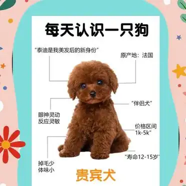 新手必看!贵宾犬饲养全攻略