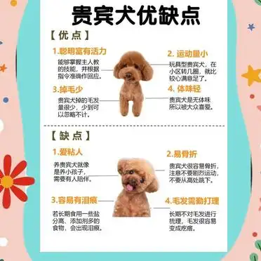 新手必看!贵宾犬饲养全攻略