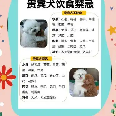 新手必看!贵宾犬饲养全攻略
