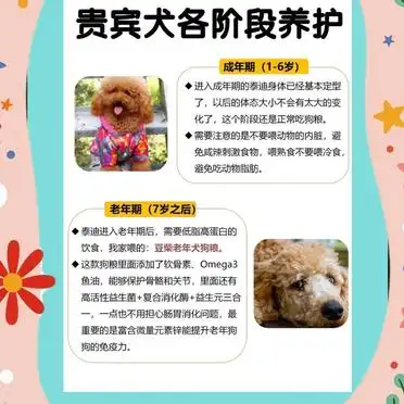 新手必看!贵宾犬饲养全攻略