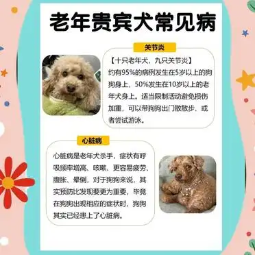 新手必看!贵宾犬饲养全攻略