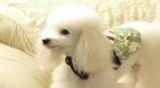 贵宾犬是否容易饲养,需要从它们的优缺点入手考虑