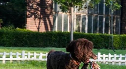 贵宾犬是否容易饲养,需要从它们的优缺点入手考虑