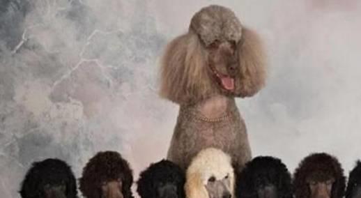 贵宾犬是否容易饲养,需要从它们的优缺点入手考虑