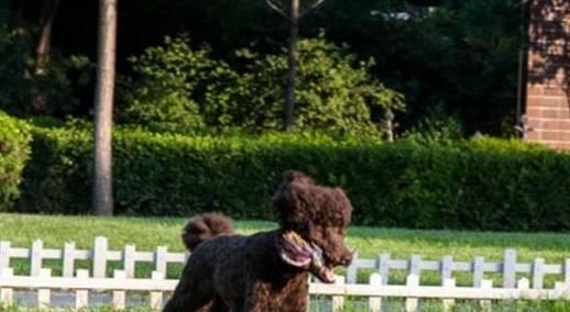 贵宾犬是否容易饲养,需要从它们的优缺点入手考虑