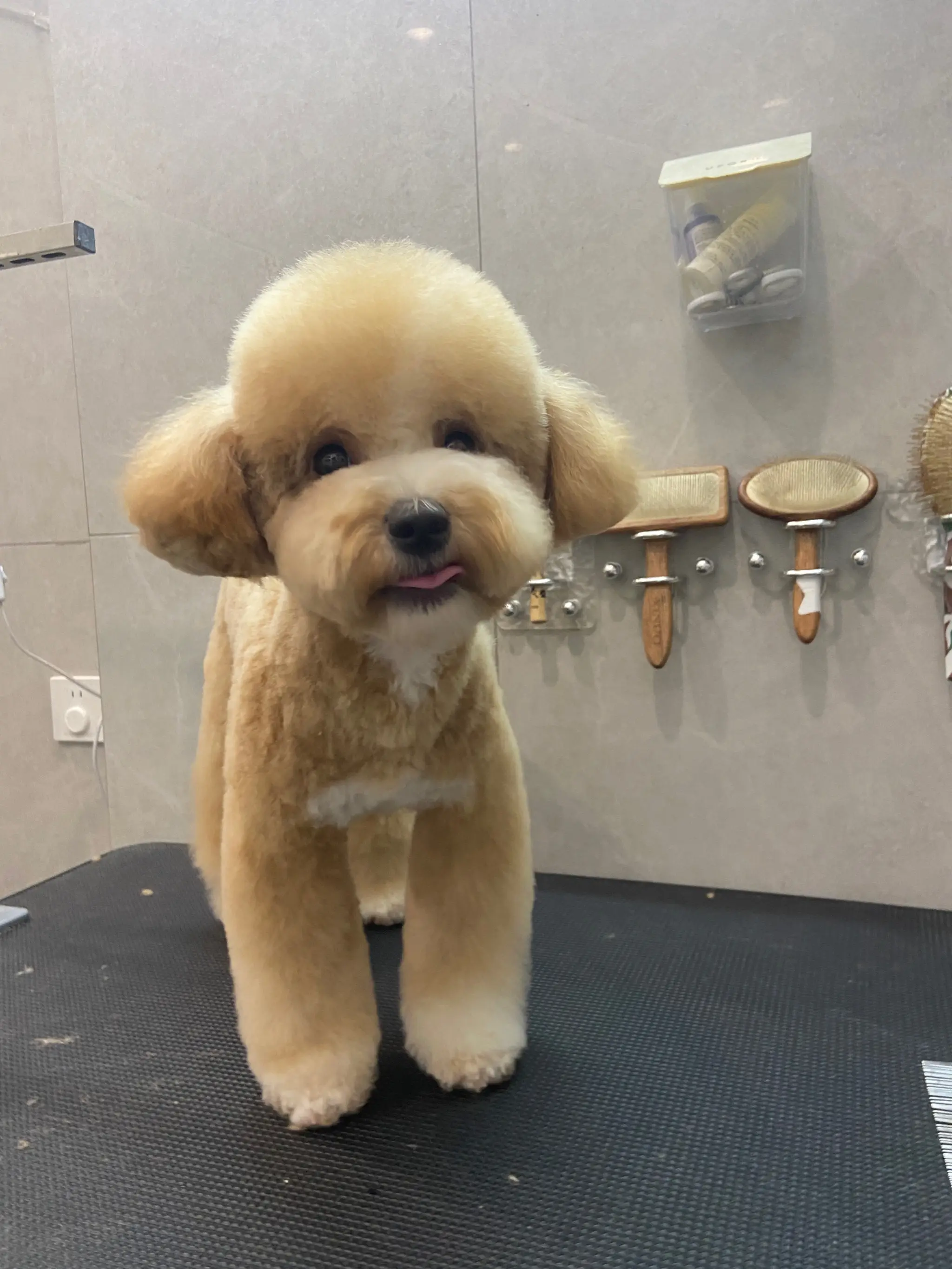 贵宾犬专业饲养指南,这个被誉为"犬中贵族"的品种需要特别的养护策略