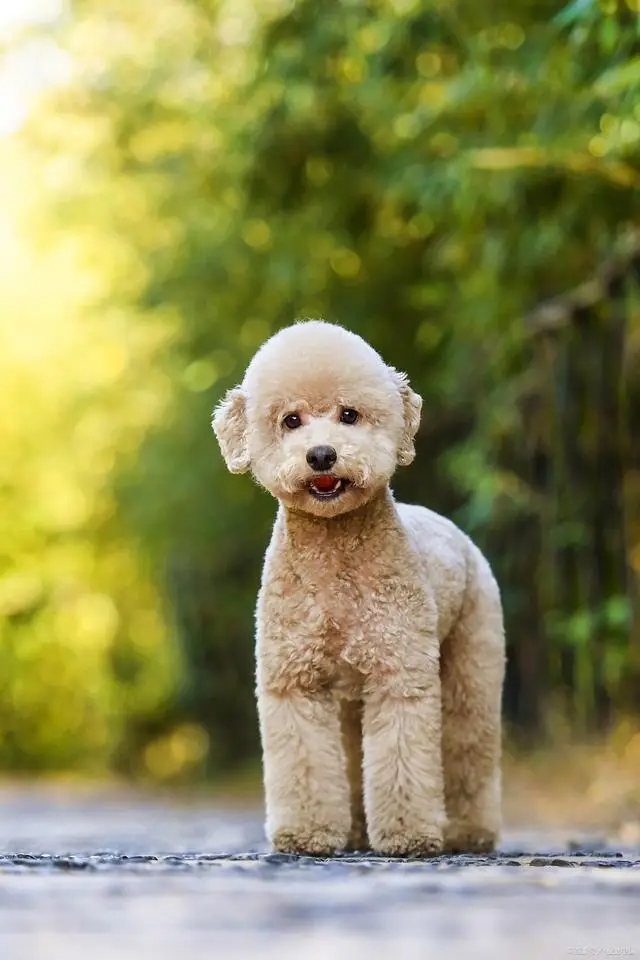 贵宾犬专业饲养指南,这个被誉为"犬中贵族"的品种需要特别的养护策略