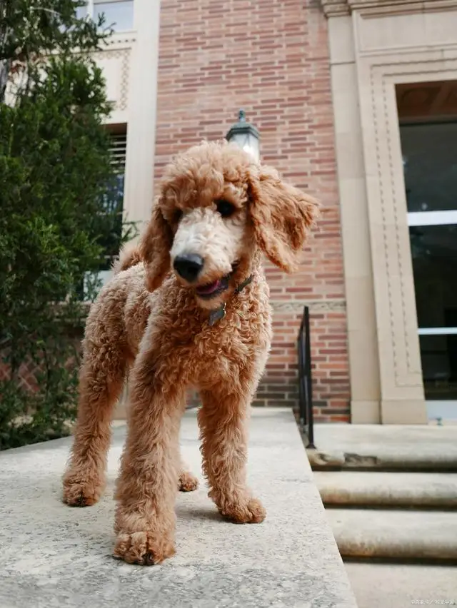 贵宾犬专业饲养指南,这个被誉为"犬中贵族"的品种需要特别的养护策略