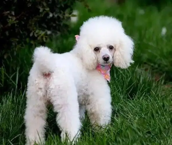 贵宾犬专业饲养指南,这个被誉为"犬中贵族"的品种需要特别的养护策略