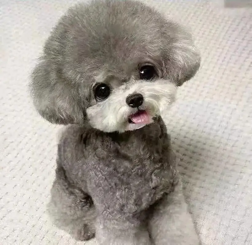 贵宾犬专业饲养指南,这个被誉为"犬中贵族"的品种需要特别的养护策略