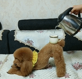 如何养好一只贵宾犬?这6点很关键,不妨看看