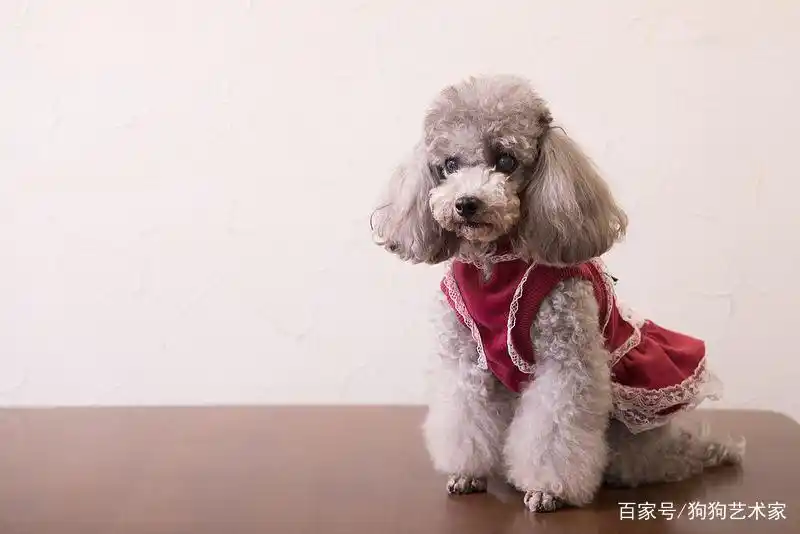 如何养好一只贵宾犬?这6点很关键,不妨看看