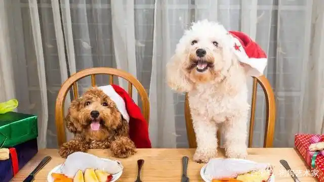 如何养好一只贵宾犬?这6点很关键,不妨看看