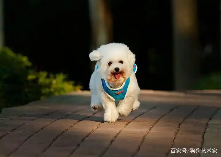 如何养好一只贵宾犬?这6点很关键,不妨看看