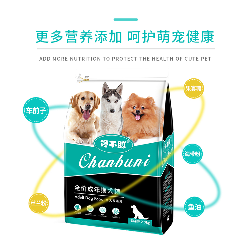 如何养好一只贵宾犬?这6点很关键,不妨看看