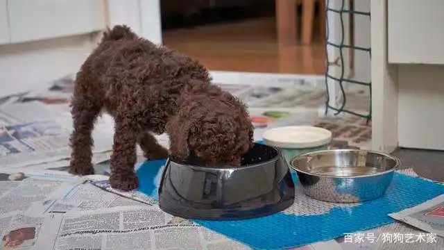 如何养好一只贵宾犬?这6点很关键,不妨看看