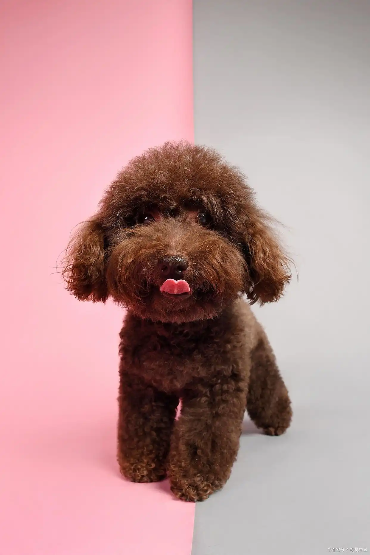 3个月泰迪幼犬培养指南：从适应到习惯，手把手教你科学带娃