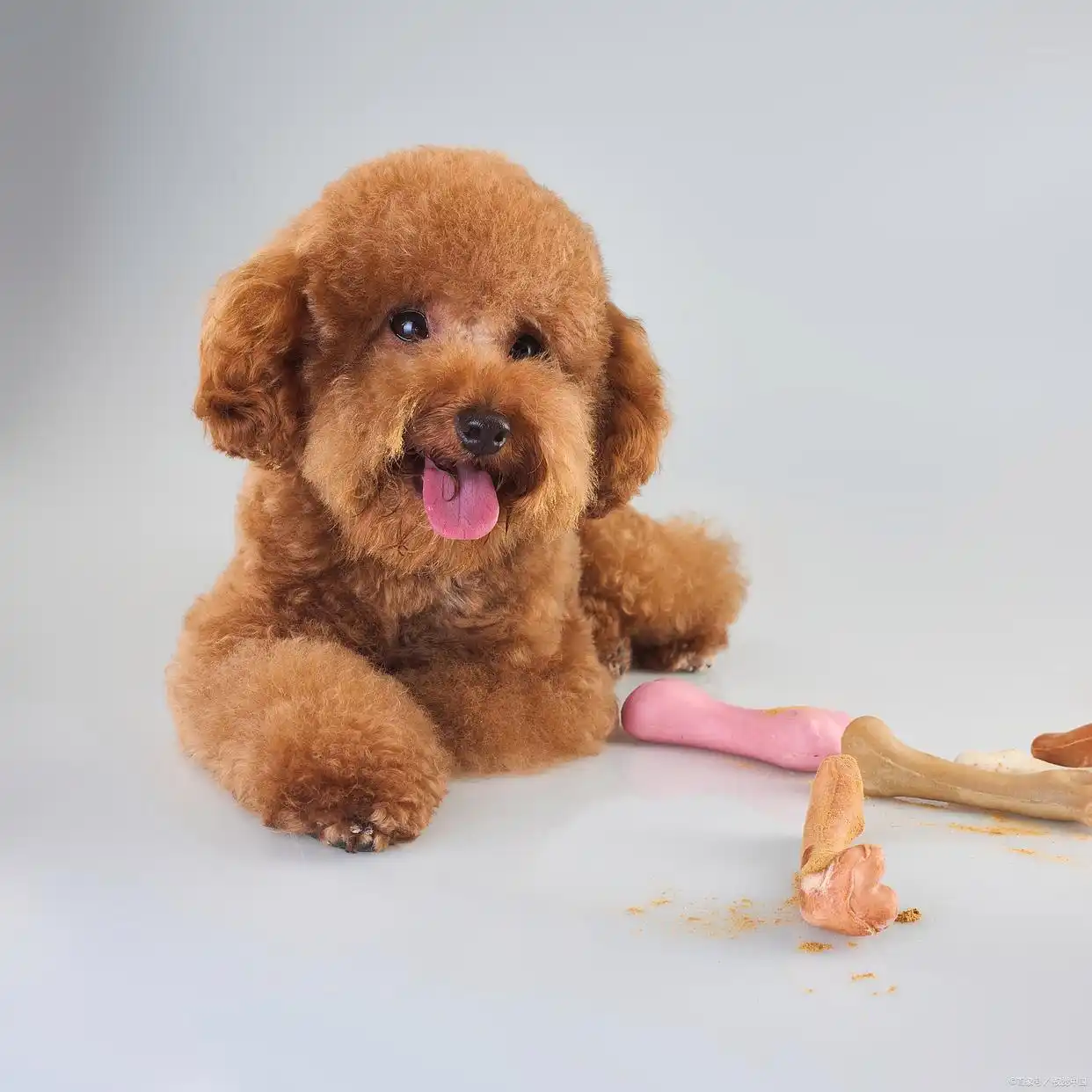 3个月泰迪幼犬培养指南：从适应到习惯，手把手教你科学带娃