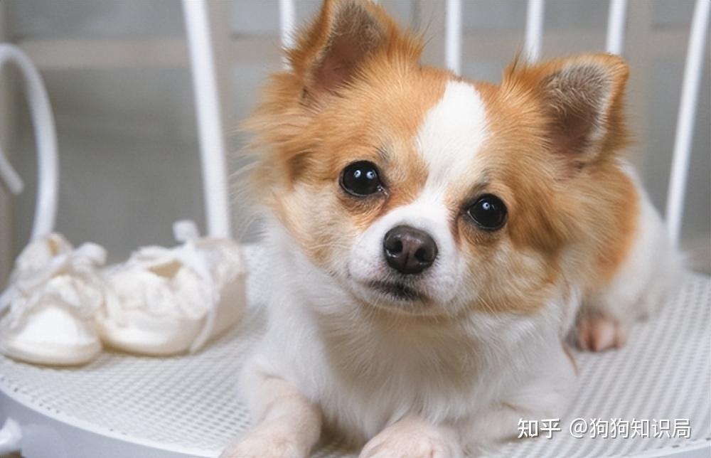 最全！常见的27种狗狗，你认识几种？