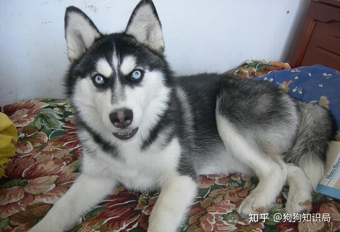 最全！常见的27种狗狗，你认识几种？