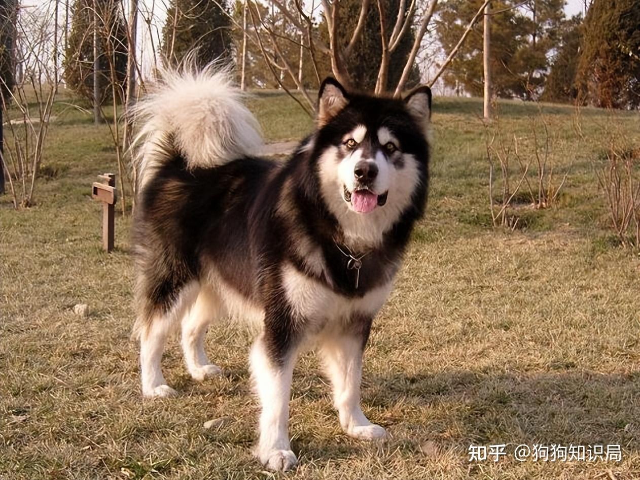 最全！常见的27种狗狗，你认识几种？