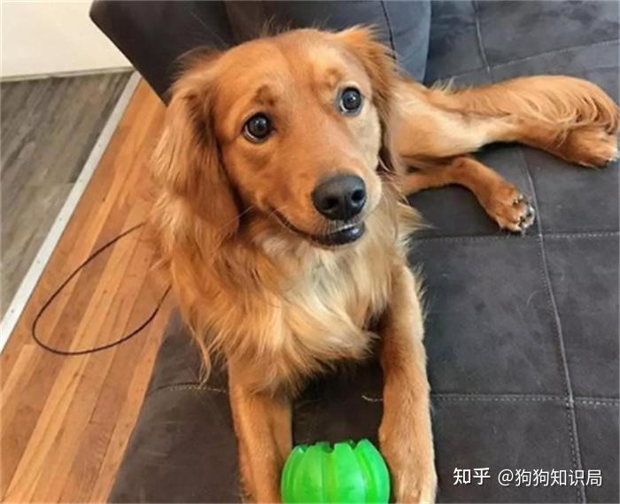 最全！常见的27种狗狗，你认识几种？